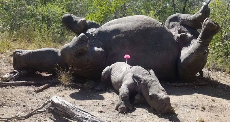 A Baby Rhino Was Found Clinging To His Mother After She Was Murdered For Her Horns