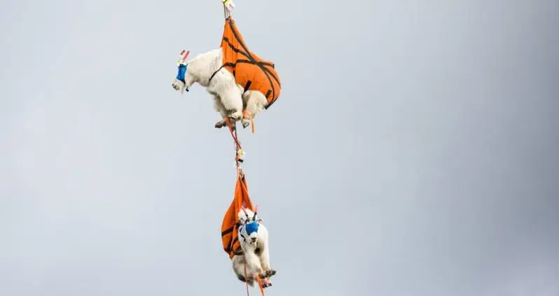 Mountain Goats Addicted To Human Urine To Be Evacuated Or Shot At Olympic National Park