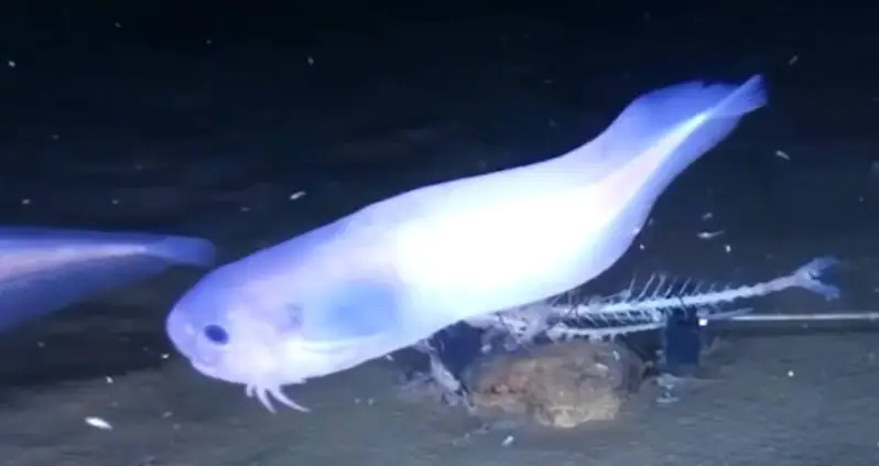 Scientists Discover Deep-Sea Fish Species That Would Melt At The Surface