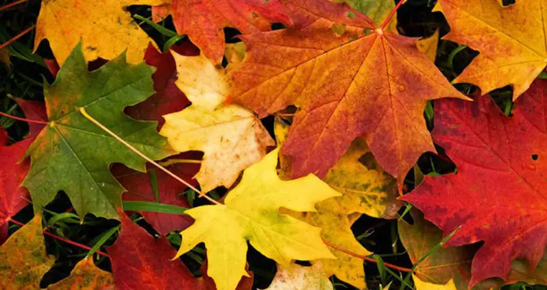Here’s The Scientific Reason Why Leaves Change Color In The Fall