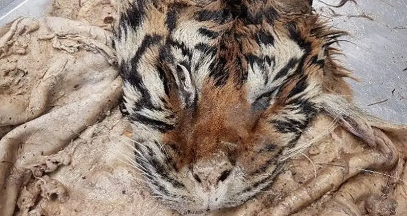 Authorities Raid Illegal Tiger Slaughterhouse And Find Grisly Remains