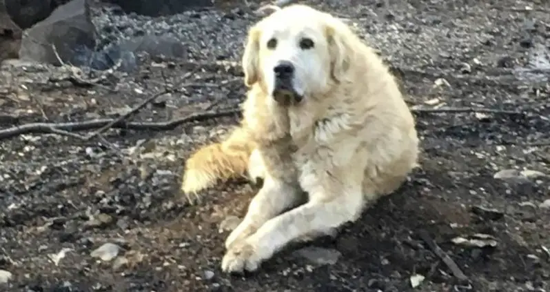 A Dog That Survived California’s Camp Fire Waited For His Owners To Return For Weeks