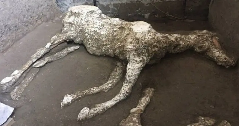 Military Horse Prepped To Rescue Victims Of Pompeii Found In Its Stable