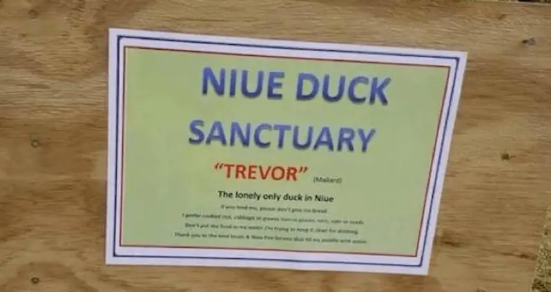 Remote Island Nation Mourns The Death Of Trevor, The World’s Loneliest Duck