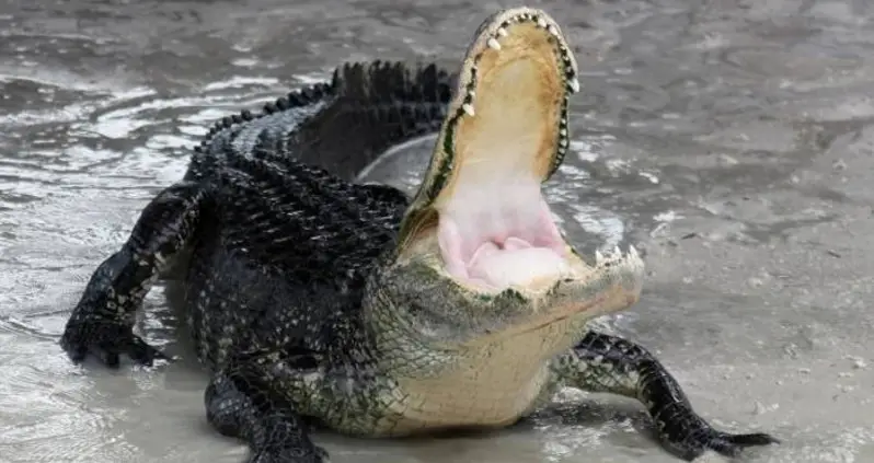 Alligator Named ‘El Chompo’ Found Guarding Fentanyl And Heroin Stash In Pennsylvania