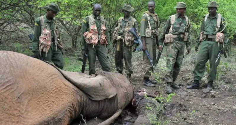 Village Leader In Tanzania Murdered And Decapitated After Reporting Poachers