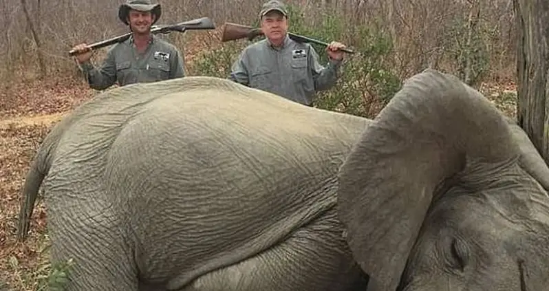 Trophy Hunter Mike Jines Receives Death Threats, Adamant He Killed Elephants In Self-Defense