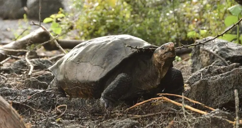 Scientists Discover Rare Galápagos Tortoise Thought To Be Extinct Since 1906