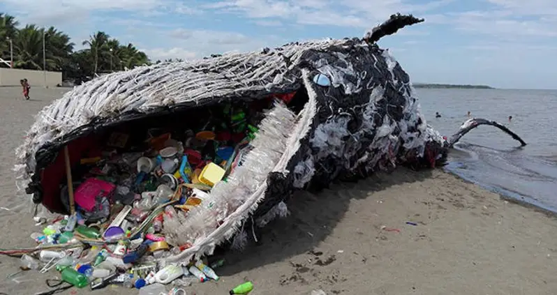Study Finds Every Whale, Seal, And Dolphin Sampled To Have Ingested Plastic