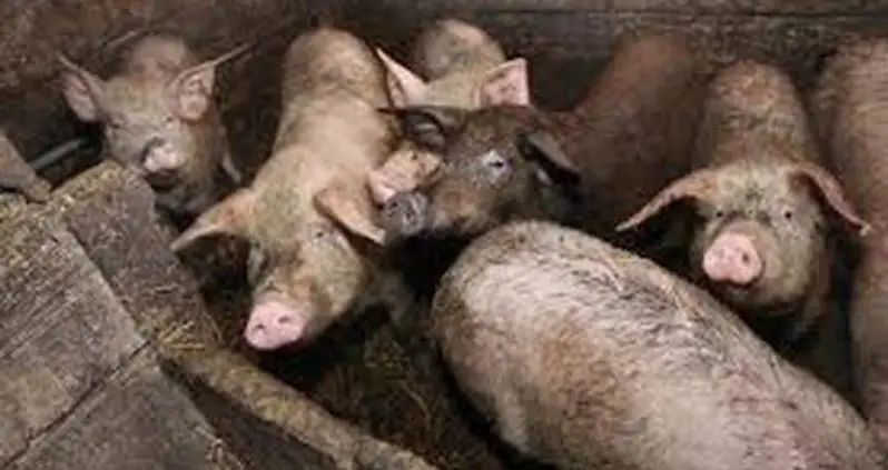 Russian Woman Eaten Alive By Pigs After Suffering Epileptic Fit And Falling Into Enclosure