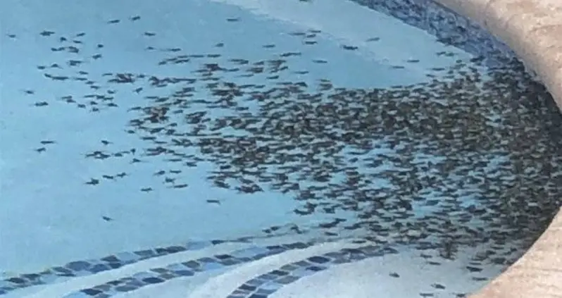 Poisonous Bufo Toad Invasion Overruns Florida Neighborhood And Endangers Pets