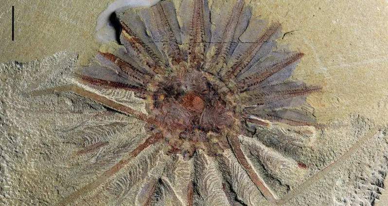 518 Million-Year-Old Sea Creature Fossil Discovery Sheds New Light On Ocean Evolution