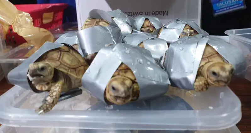 Wildlife Trafficker Abandons 1,529 Duct-Taped Turtles In Filipino Airport In Failed Smuggling Operation