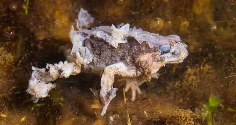 Amphibian Doomsday Fungus Batrachochytrium Dendrobatidis Is ‘The Most Deadly Pathogen Known To Science’