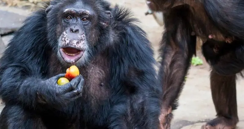 Chimp Tried To Eat His Own Arm After A Zoo Visitor Threw Bottle Of Unknown Drugs Into His Enclosure
