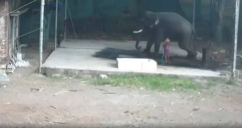 Indian Elephant Wrangler Crushed To Death After He Beats The Animal, Slips, And It Sits Down On Him