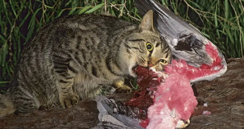 Australia Wants To Kill 2 Million Feral Cats By Airdropping Poisonous Sausages