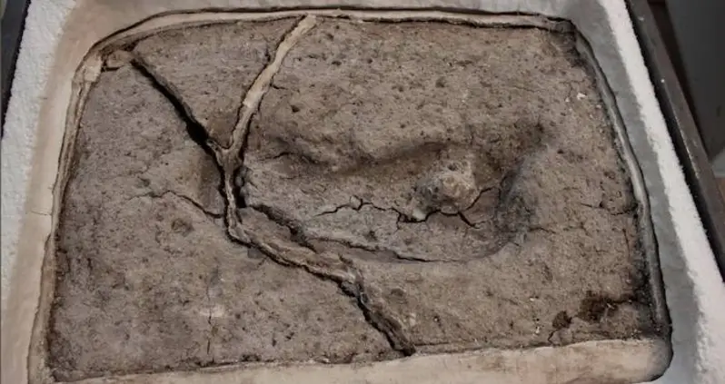 Researchers Discover The Oldest Human Footprint Ever Found In The Americas