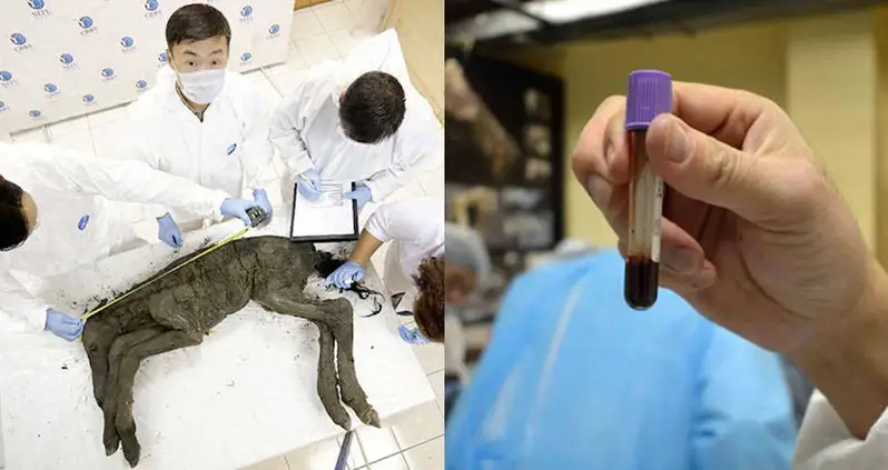 Scientists Extract Blood And Urine From Perfectly Preserved 42,000-Year-Old Foal Found In Siberia