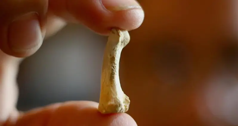 Meet The Hobbit-Like Early Human Ancestor Known As Callao Man