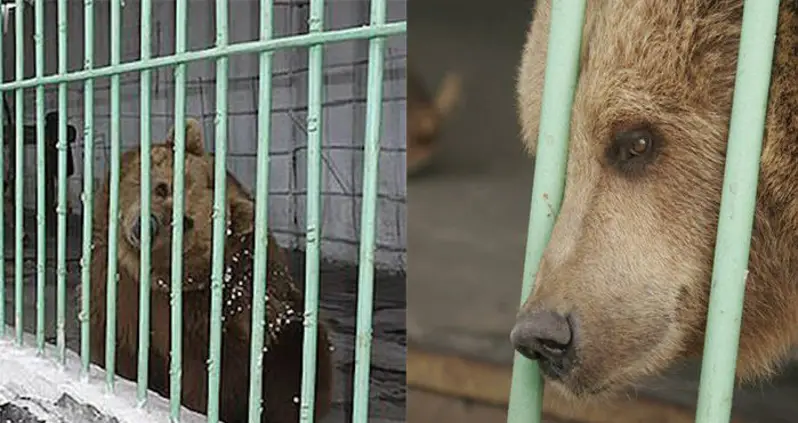 Meet The Brown Bear Serving A Life Sentence In A Kazakh Prison