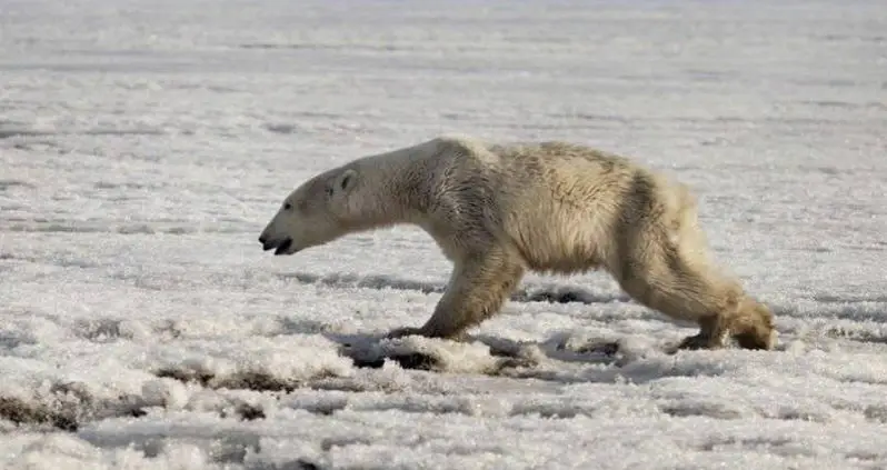 Exhausted Polar Bear Found Wandering Russian Village 435 Miles From Home
