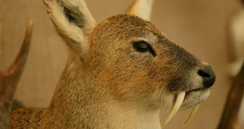 Meet The Chinese Water Deer: The “Vampire Deer” That Grows Fang-Like Tusks Instead Of Antlers