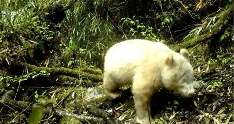 An Extremely Rare, All-White, Albino Panda Was Just Spotted For The First Time Ever In China