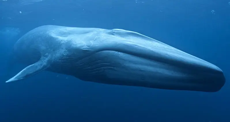 Scientists Discover Ancient Blue Whale Fossil Larger Than Any Other Ever Found