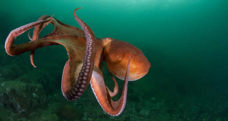 Global Warming Is Threatening To Permanently Blind Octopuses
