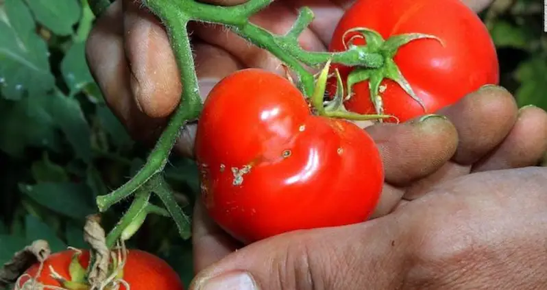Scientists Find A Gene To Make Supermarket Tomatoes Tastier