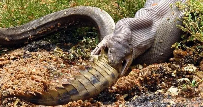 Only In Australia: 13 Surreal Photos Of An Olive Python Swallowing A Crocodile Whole