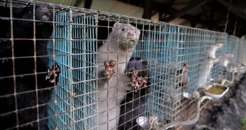 Fur Farming Set To Be Outlawed In Ireland
