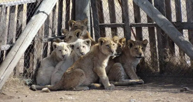 Lions And Tigers Are Bred In Disturbing Farms To Supply Chinese Medicine Trade, Report Shows