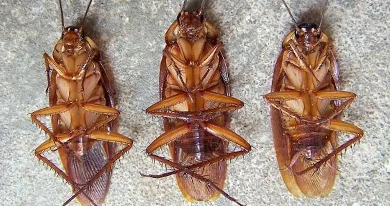 Humans Have Made Cockroaches Virtually Unkillable Thanks To Pesticide Immunity
