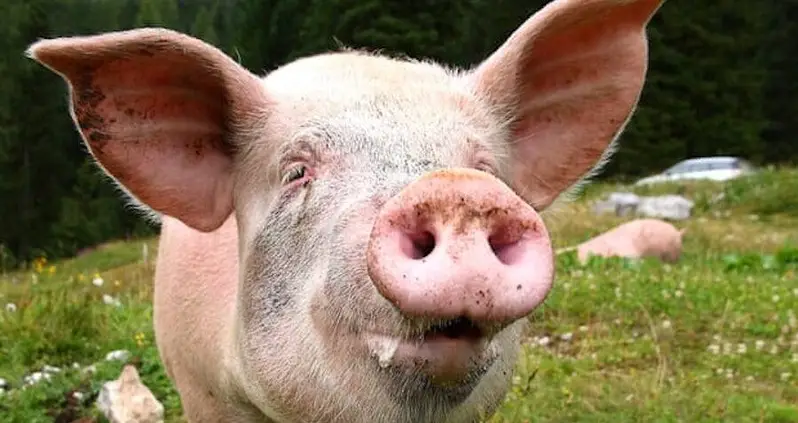 Illegal Pig Semen Syndicate Caught Smuggling Hog Sperm Into Australia Via Shampoo Bottles