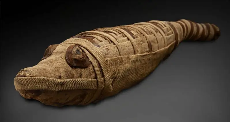 Ancient Egyptians Hunted Crocodiles Specifically So They Could Mummify Them, New Study Suggests