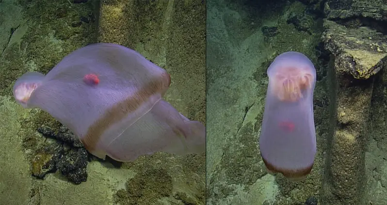 Mind-Bending Jellyfish Species Captured Shape-Shifting At 2,500 Feet Below The Pacific