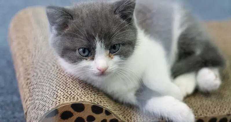 Grieving Cat Owner Drops $35,000 To Create China’s First Cloned Kitten