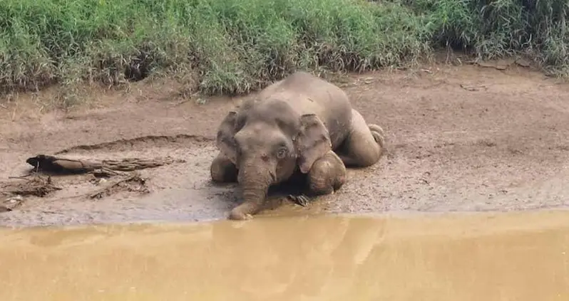Endangered Pygmy Elephant Found Dead And Tusk-Less With 70 Bullet Holes In Its Body