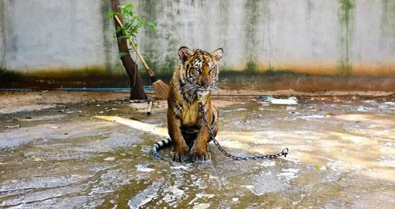 86 Tigers Rescued From Thai Tiger Temple Die Of Disease After Gruesome 2016 Raid