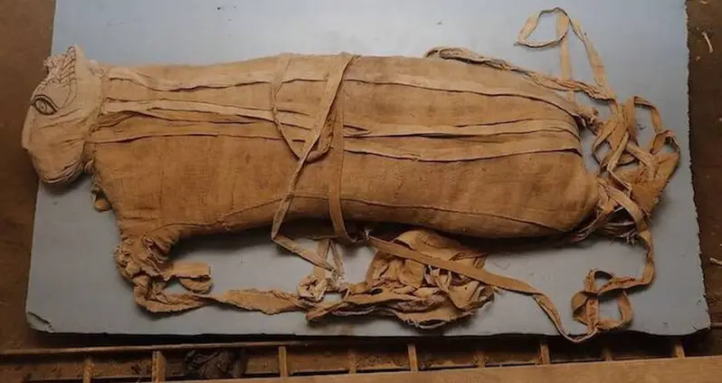 Rare Discovery Of Mummified Lion Cubs, Cobras, And Crocodiles Unveiled In Egypt