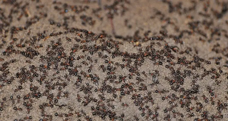 How 1 Million Cannibal Ants Survived Inside An Abandoned Soviet Nuclear Bunker