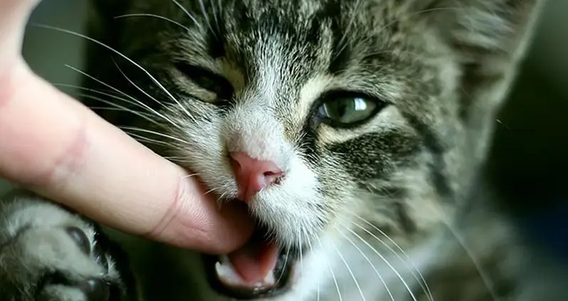 Feral Cats Break Into Body Farm And Start Feasting On Human Corpses