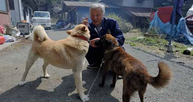 Meet Naoto Matsumura, The One Man Who Cares For Fukushima’s Abandoned Animals