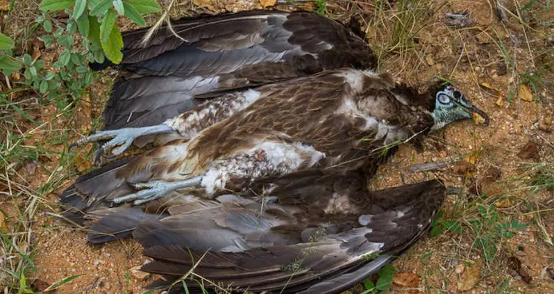 648 Vultures Mysteriously Found Dead In Guinea-Bissau