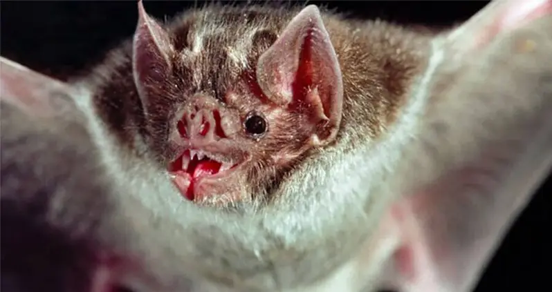 Scientists Find That Vampire Bats ‘French Kiss’ With Mouthfuls Of Blood To Deepen Social Bonds