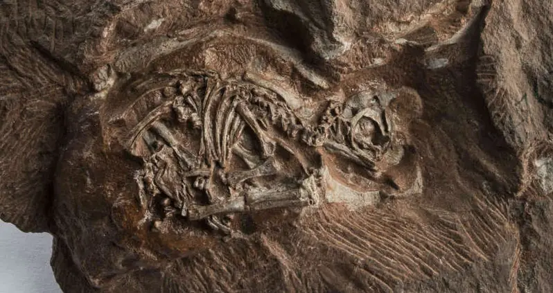 Scientists Able To See Preserved Dinosaur Embryos Inside 200-Million-Year-Old Eggs
