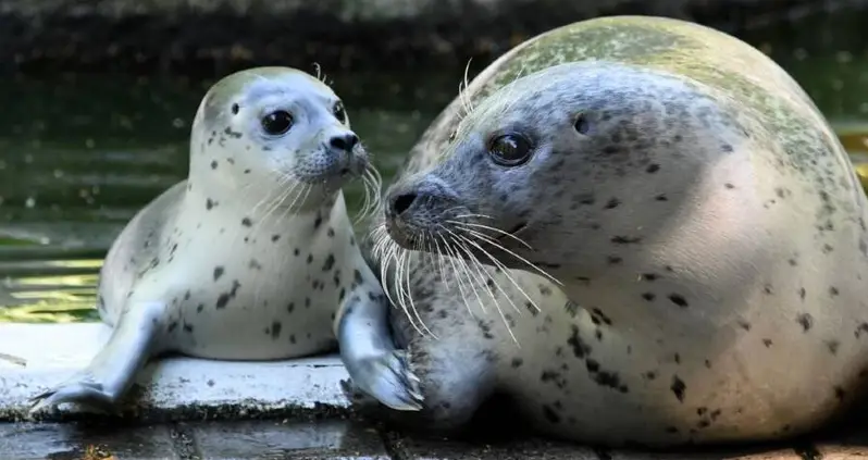 German Zoo Might Feed Animals To Each Other To Stay Afloat During COVID-19 Shutdown