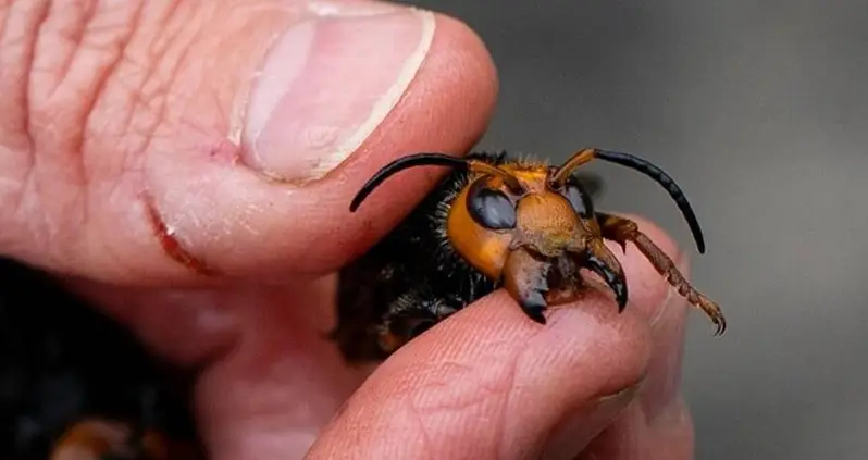 ‘Murder Hornets’ From East Asia Have Mysteriously Arrived In The U.S. — And They Could Endanger Our Bees